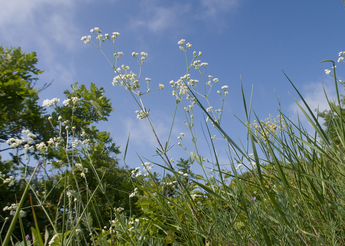 Изображение особи Galium biebersteinii.