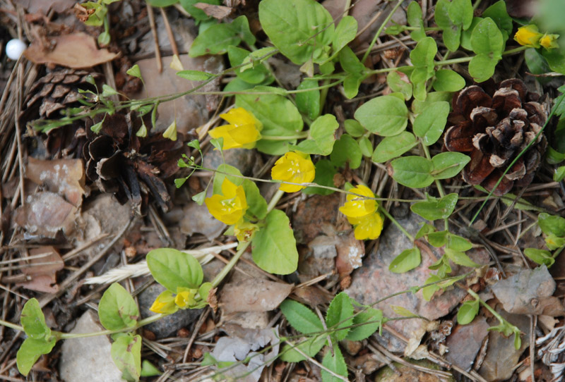 Image of Lysimachia nummularia specimen.