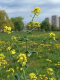 genus Brassica. Верхушка цветущего растения. Санкт-Петербург, Фрунзенский р-н, Исфаханский сквер у парка \"Яблоневый сад\", нарушенный участок газона. 14.05.2023.