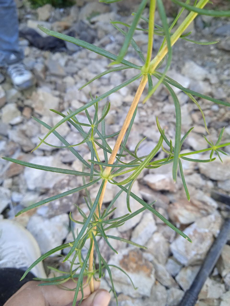 Image of Galium verum specimen.