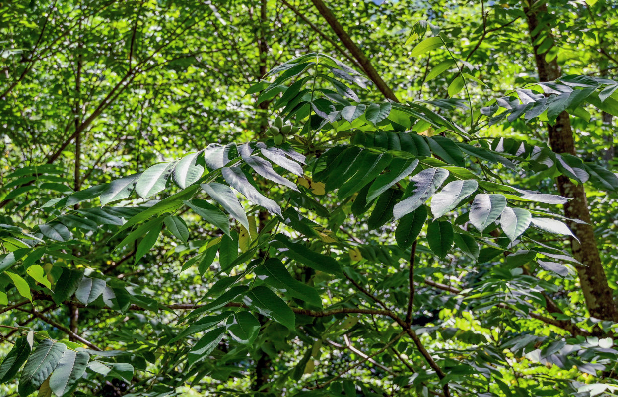 Изображение особи Juglans cinerea.