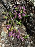 род Thymus