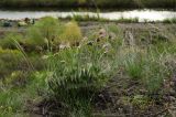 genus Pulsatilla