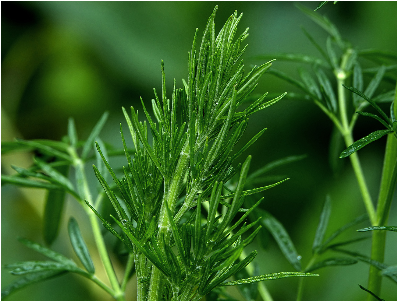 Изображение особи Thalictrum lucidum.