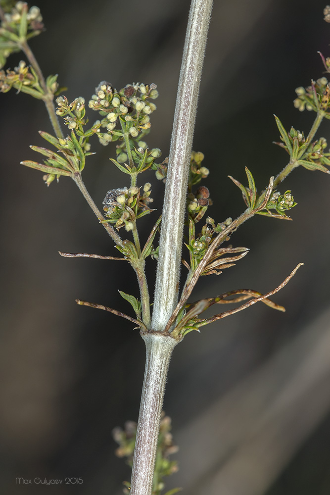 Изображение особи Galium verum.