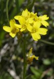 Draba sibirica