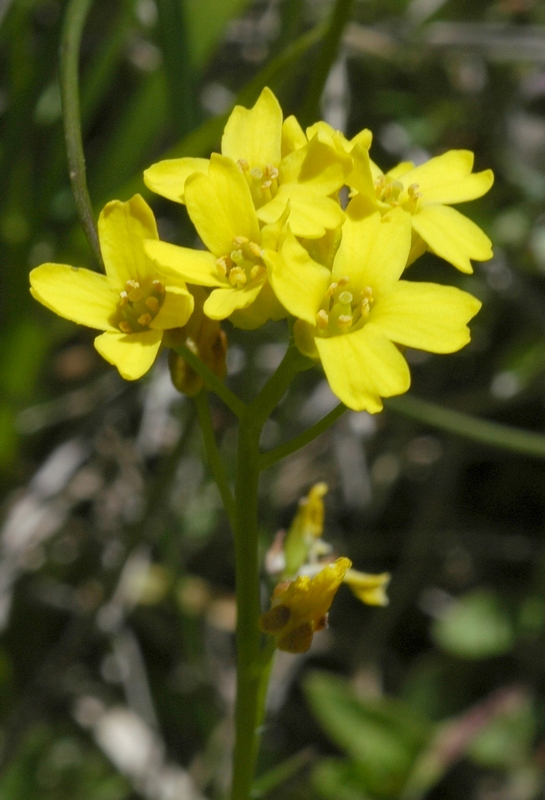 Изображение особи Draba sibirica.