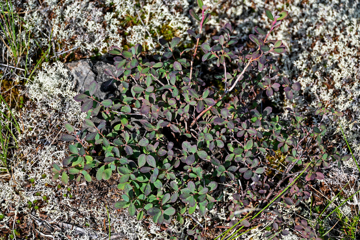 Image of Vaccinium uliginosum specimen.