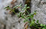 Asplenium ruta-muraria. Верхушка вайи с сорусами. Грузия, Имеретия, Гелатский монастырь, на камнях. 14.06.2023.