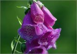 Digitalis purpurea