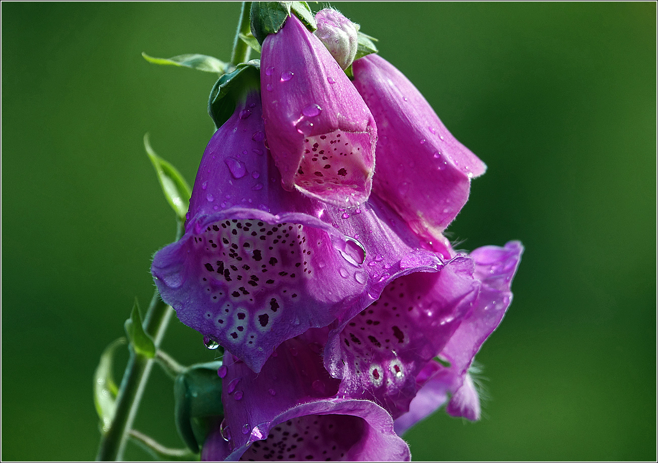 Image of Digitalis purpurea specimen.