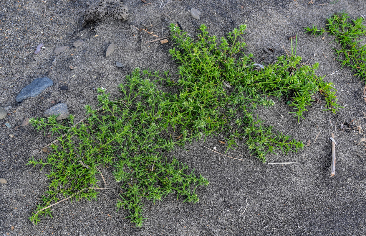 Изображение особи Salsola komarovii.