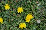 genus Taraxacum