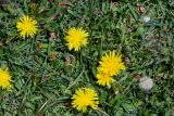 genus Taraxacum