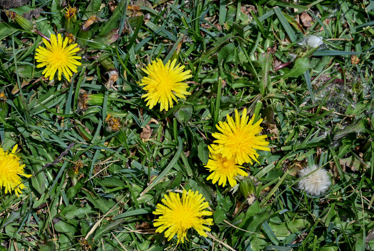 Image of genus Taraxacum specimen.