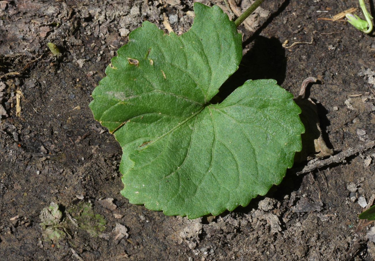 Image of genus Viola specimen.