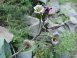 Chalcanthus renifolius