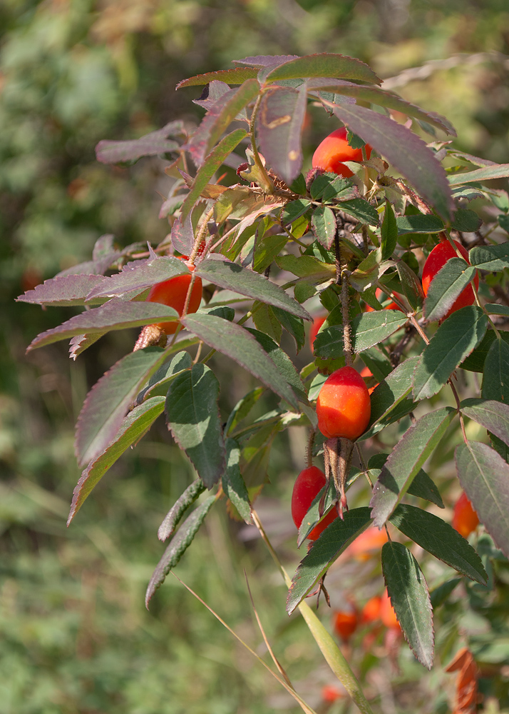 Image of Rosa acicularis specimen.