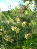 Dactylis glomerata. Верхушка побега с соцветием. Томск, лесной луг. 24.06.2008.