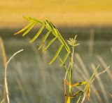 семейство Fabaceae. Верхушка побега. Оренбургская обл., Беляевский р-н, Донской сельсовет, Долгие Горы, степной склон. 5 сентября 2023 г.