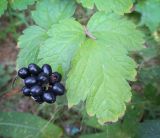 Actaea spicata