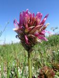 Astragalus platyphyllus. Соцветие. Казахстан, Туркестанская обл., Сырдарья-Туркестанский государственный региональный природный парк, Боралдайский филиал, ≈1200 м н.у.м., саванноидное сообщество. 24.05.2023.