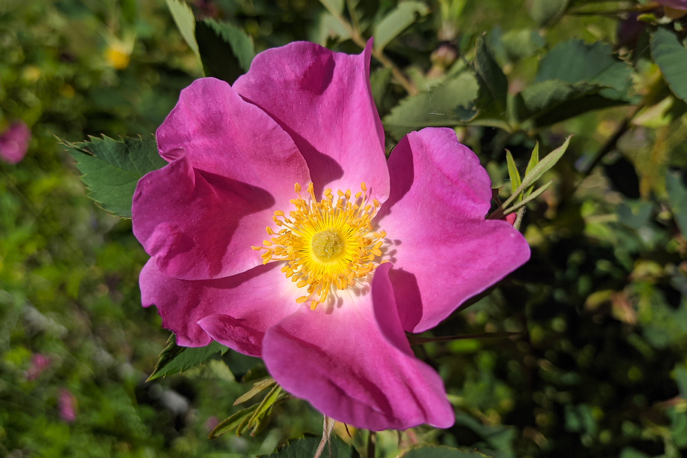 Image of genus Rosa specimen.