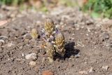 Orobanche cernua