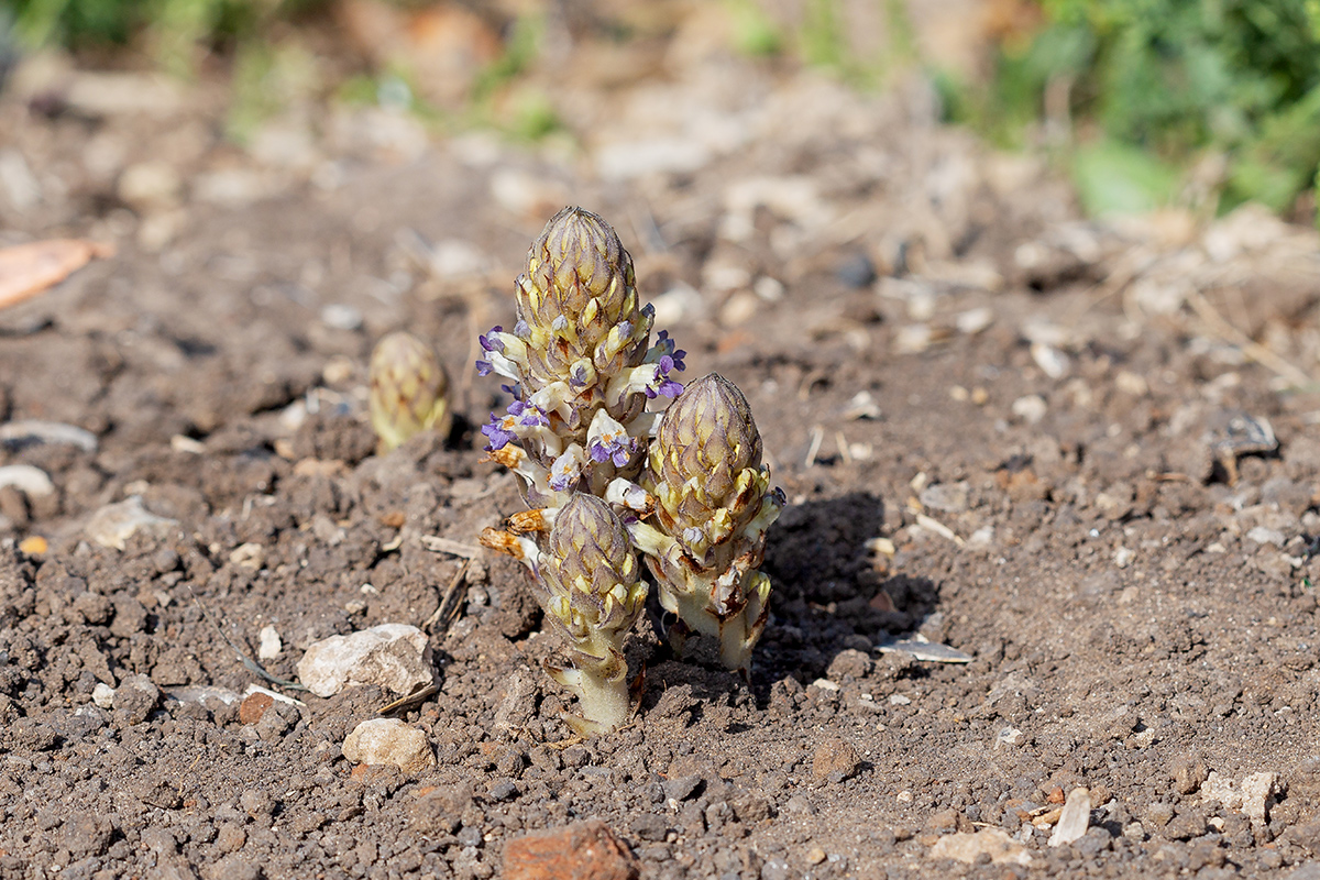 Image of Orobanche cernua specimen.
