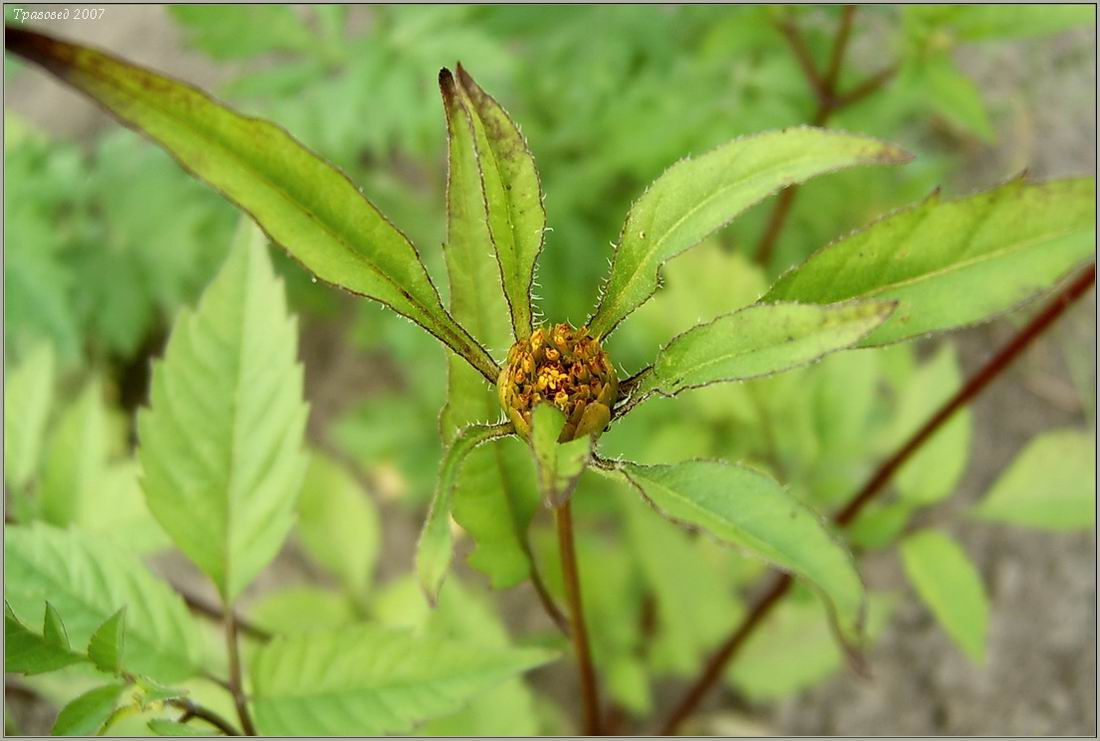 Image of Bidens frondosa specimen.