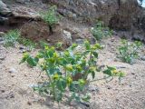 Euphorbia tranzschelii