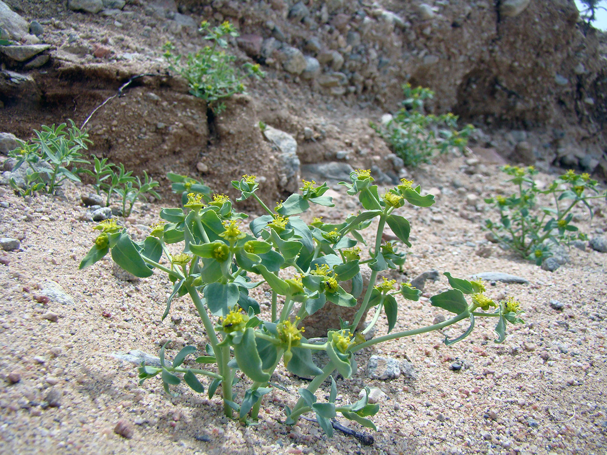 Изображение особи Euphorbia tranzschelii.