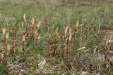 Equisetum arvense