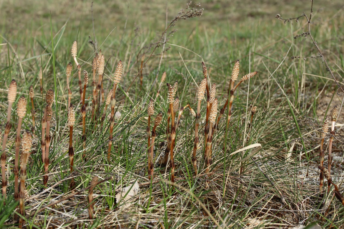 Image of Equisetum arvense specimen.