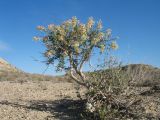 Dendrostellera turkmenorum. Цветущее растение. Казахстан, Мангистауская обл., Каракиянский р-н, Устюртский запов.; разрушенные останцы у юго-зап. части впадины Карын-Жарык, окр. род. Онере, загипсованные глины. 10 мая 2024 г.