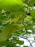 Corylus mandshurica. Побег с мужскими и женскими соцветиями. Приморье, Владивосток, ботанический сад. 6 июля 2004 г.