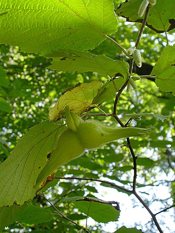 Изображение особи Corylus mandshurica.