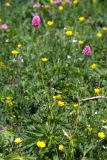 Bistorta carnea
