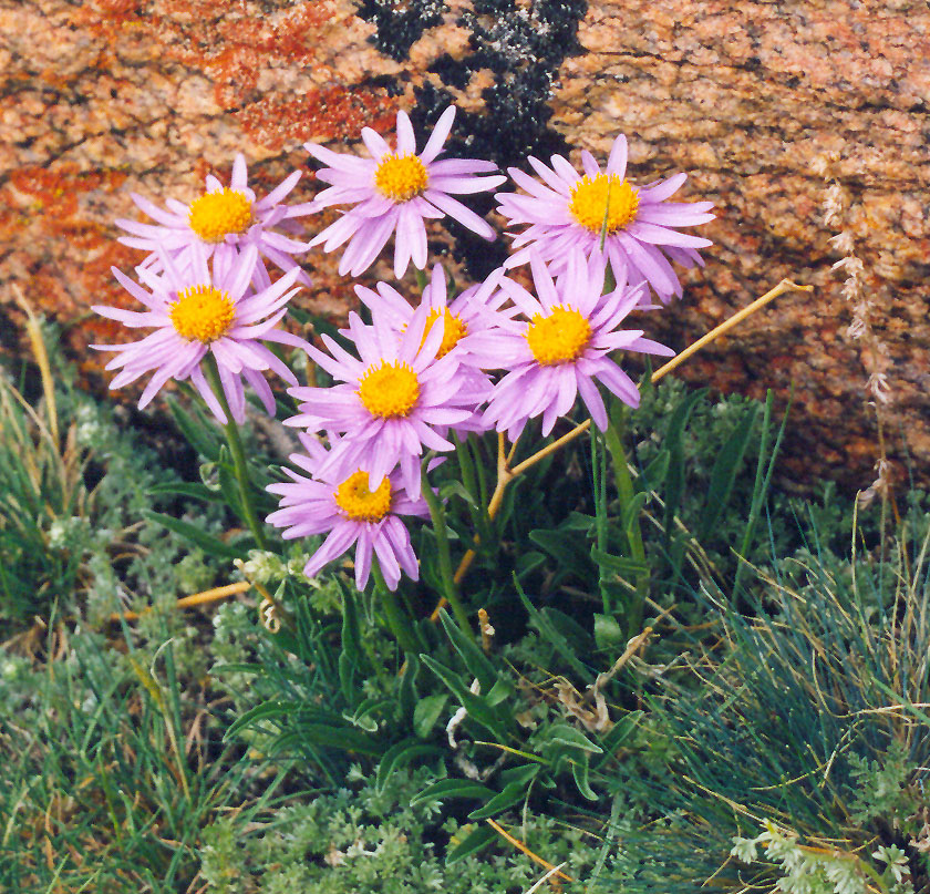 Изображение особи Aster alpinus.