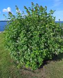 Lonicera tatarica