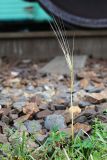 Hordeum distichon