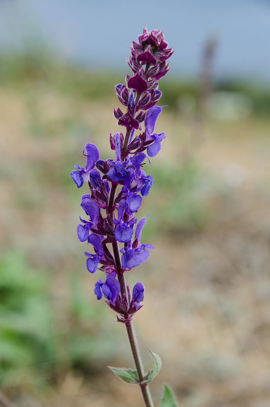 Image of Salvia tesquicola specimen.