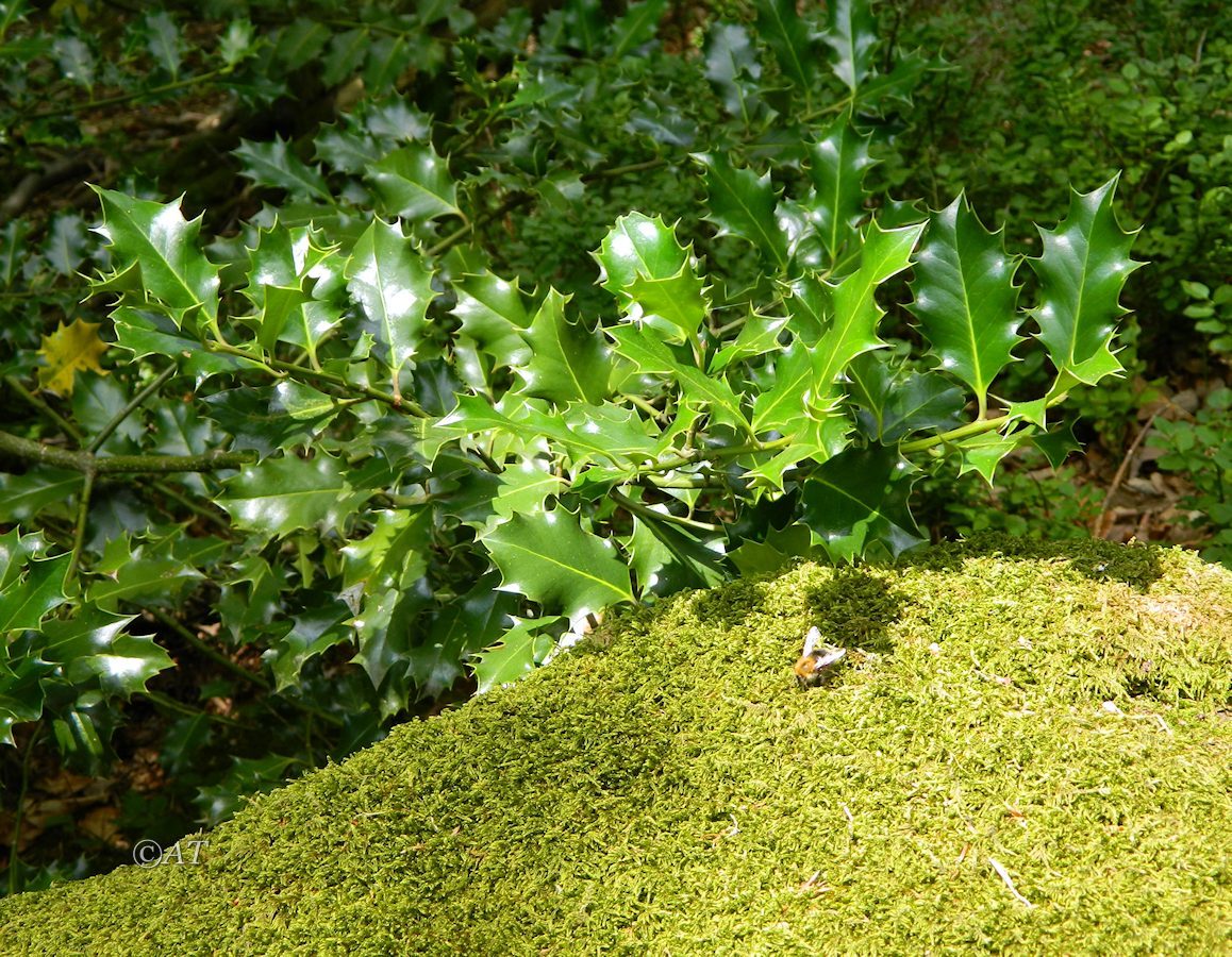 Изображение особи Ilex aquifolium.