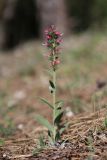 Echium popovii