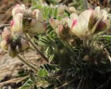 Hedysarum turczaninovii