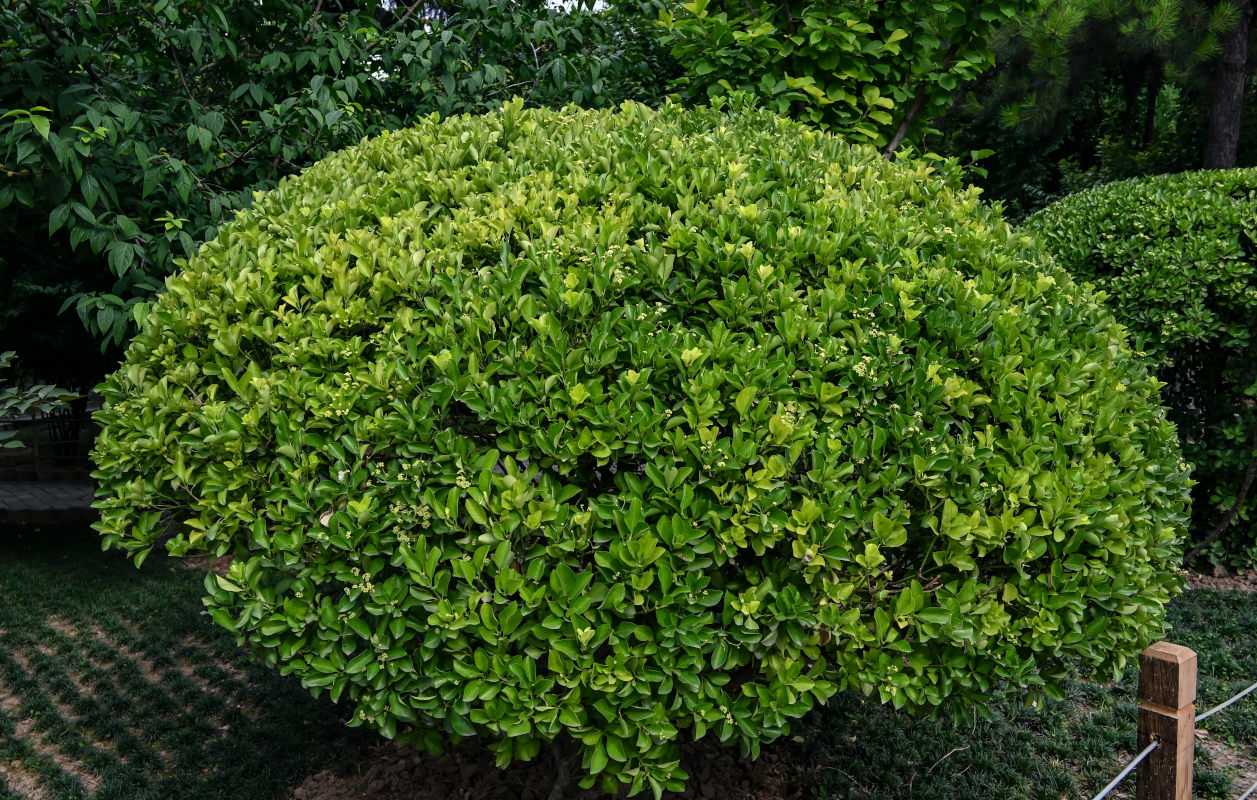 Изображение особи Euonymus japonicus.