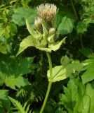 Cirsium oleraceum