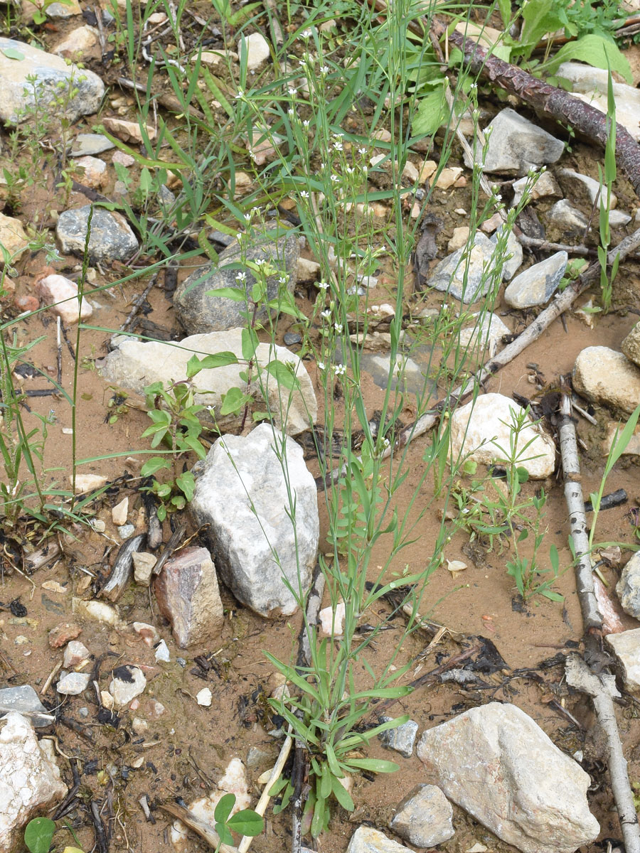 Image of Petrorhagia alpina specimen.
