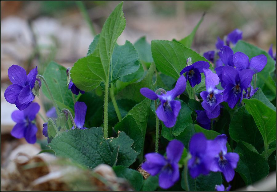 Image of Viola hirta specimen.