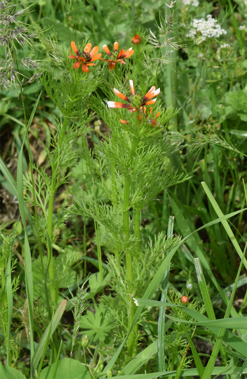 Изображение особи Adonis parviflora.